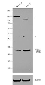 RAB3a Antibody in Western Blot (WB)