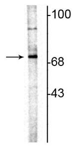 ChAT Antibody in Western Blot (WB)