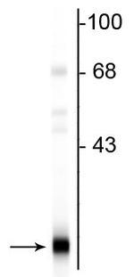 PEBP1 Antibody in Western Blot (WB)