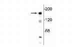 NMDAR2B Antibody in Western Blot (WB)