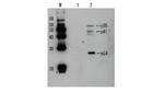 HIV1 p24 Antibody in Western Blot (WB)