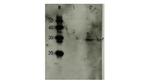 HIV1 nef Antibody in Western Blot (WB)