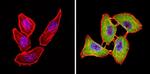 CLOCK Antibody in Immunocytochemistry (ICC/IF)