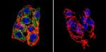 LAMP2 Antibody in Immunocytochemistry (ICC/IF)