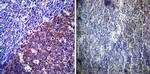 LAMP2 Antibody in Immunohistochemistry (Paraffin) (IHC (P))