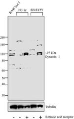 Dynamin 1 Antibody