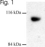 Dynamin 3 Antibody in Western Blot (WB)