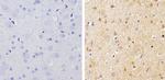 beta-Arrestin 1,2 Antibody in Immunohistochemistry (Paraffin) (IHC (P))