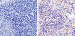 beta-Arrestin 1,2 Antibody in Immunohistochemistry (Paraffin) (IHC (P))