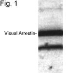 S-arrestin Antibody in Western Blot (WB)