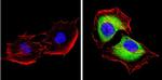 SAP97 Antibody in Immunocytochemistry (ICC/IF)