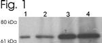 MUNC18 Antibody in Western Blot (WB)