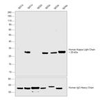 Human Kappa Light Chain Secondary Antibody in Western Blot (WB)