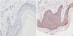 CNR2 Antibody in Immunohistochemistry (Paraffin) (IHC (P))