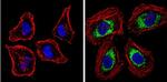 BACE1 Antibody in Immunocytochemistry (ICC/IF)