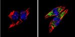 BACE1 Antibody in Immunocytochemistry (ICC/IF)