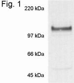 Nicastrin Antibody in Western Blot (WB)