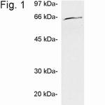 Ubiquilin 1 Antibody in Western Blot (WB)