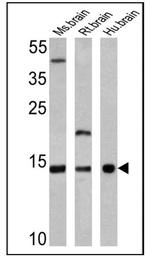 VAMP3 Antibody in Western Blot (WB)