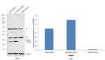 RAB3A Antibody in Western Blot (WB)