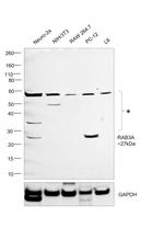 RAB3A Antibody in Western Blot (WB)