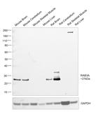 RAB3A Antibody in Western Blot (WB)