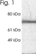 RPH3A Antibody in Western Blot (WB)