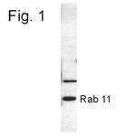 RAB11B Antibody in Western Blot (WB)