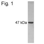 PAX6 Antibody in Western Blot (WB)