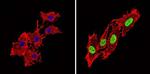 Phospho-PPAR alpha (Ser12) Antibody in Immunocytochemistry (ICC/IF)