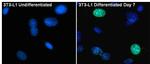 PPAR gamma-2 Antibody