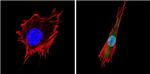 PPAR gamma-2 Antibody in Immunocytochemistry (ICC/IF)