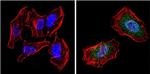 PPAR gamma-2 Antibody in Immunocytochemistry (ICC/IF)