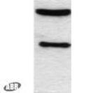 C/EBP alpha Antibody in Western Blot (WB)
