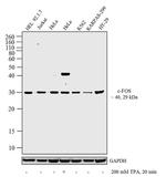 c-Fos Antibody