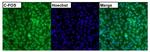 c-Fos Antibody in Immunocytochemistry (ICC/IF)