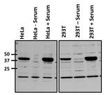 c-Fos Antibody in Western Blot (WB)