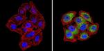 SNX1 Antibody in Immunocytochemistry (ICC/IF)