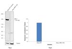 SRC1 Antibody in Western Blot (WB)