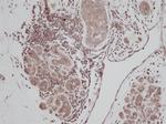 TGF alpha Antibody in Immunohistochemistry (Paraffin) (IHC (P))