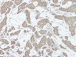 IL-17A Antibody in Immunohistochemistry (Paraffin) (IHC (P))