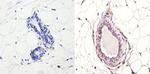 NCoR1 Antibody in Immunohistochemistry (Paraffin) (IHC (P))