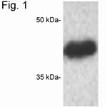 CREB Antibody in Western Blot (WB)