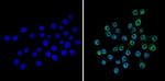 CREB Antibody in Immunocytochemistry (ICC/IF)