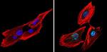 CREB Antibody in Immunocytochemistry (ICC/IF)