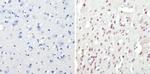 CREB Antibody in Immunohistochemistry (Paraffin) (IHC (P))