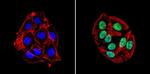 TRIM28 Antibody in Immunocytochemistry (ICC/IF)