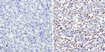 TRIM28 Antibody in Immunohistochemistry (Paraffin) (IHC (P))