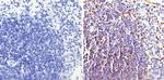 TRIM28 Antibody in Immunohistochemistry (Paraffin) (IHC (P))