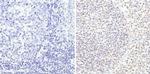 TRIM28 Antibody in Immunohistochemistry (Paraffin) (IHC (P))